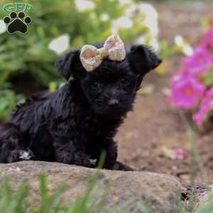 Lola, Yorkie Poo Puppy